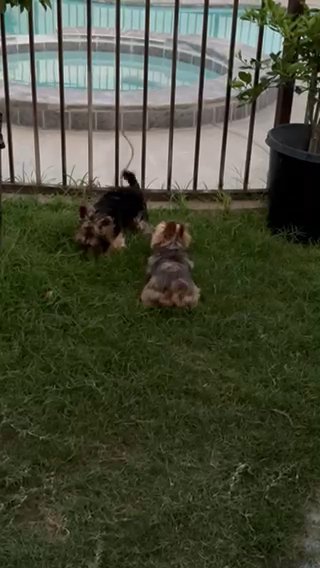 Small Yorkie Puppies in San Bernardino, California