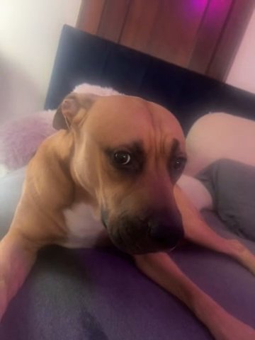 Boxer Pitbull Mix in Cuyahoga Falls, Ohio