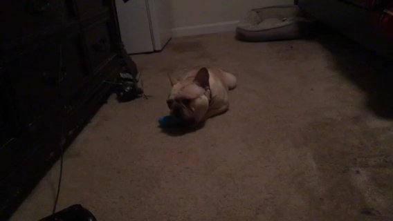 French Bulldog For Stud in Washington, District of Columbia