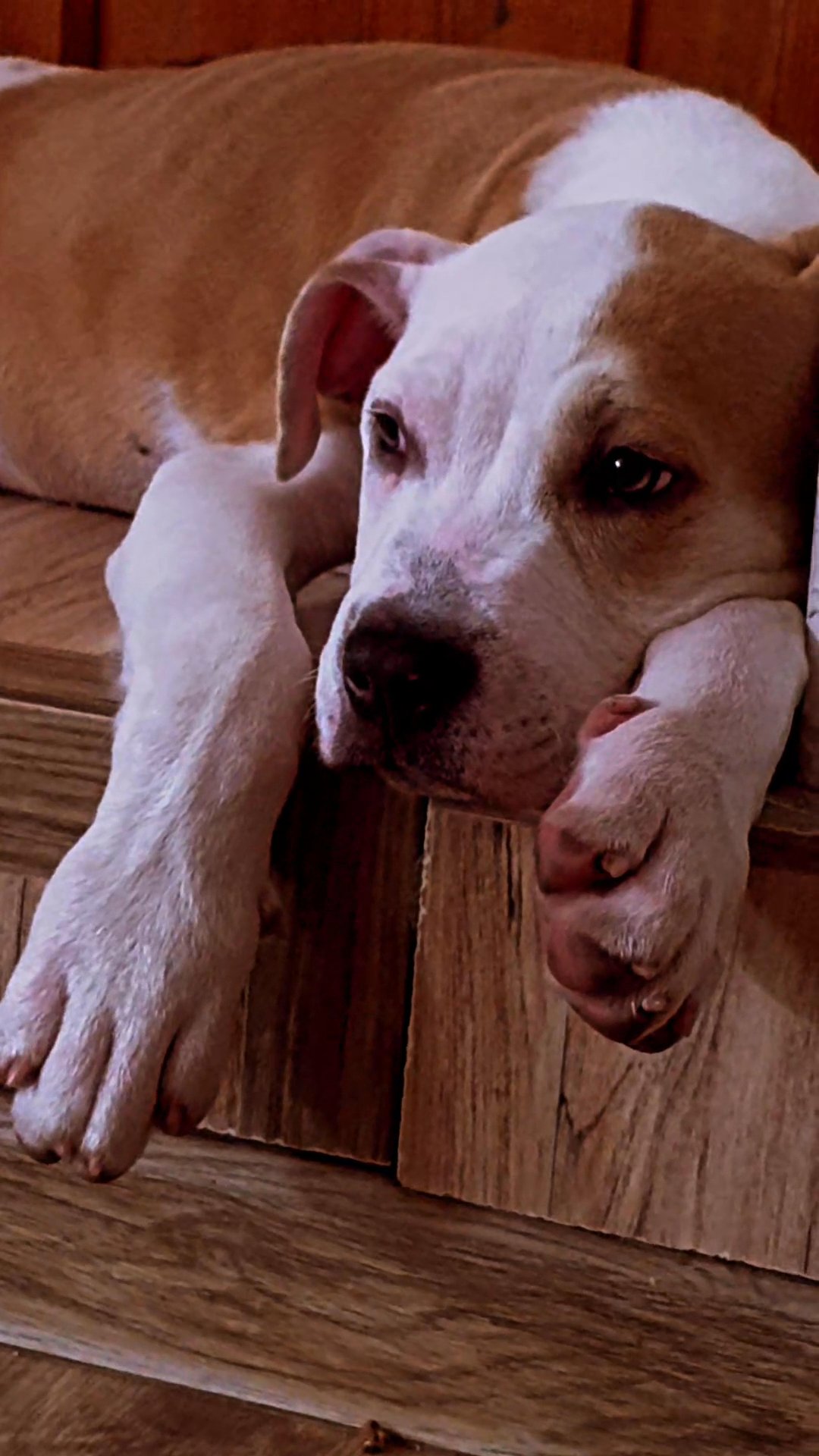 American Pit Bull terrier in New York City, New York