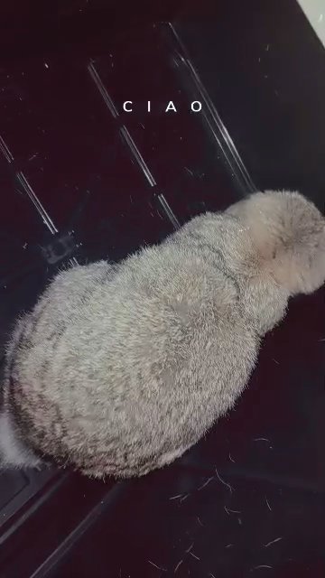 rabbit for sell(chestnut) in Chicago, Illinois
