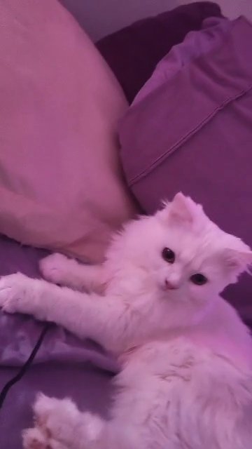 "Lucy" Khao Manee/Persian mix in San Diego, California