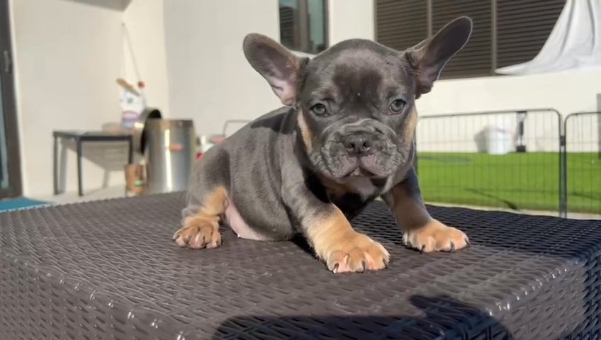 French Bulldog (Males) Frenchies in Orlando, Florida