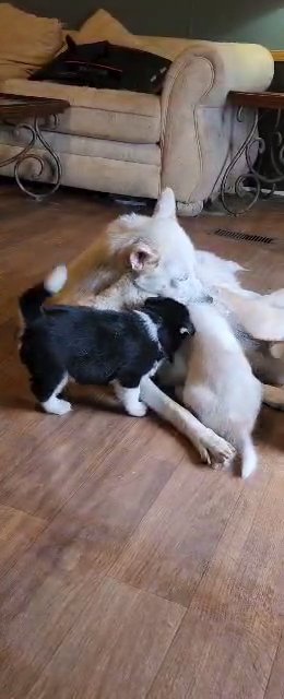 husky puppies in Cleveland, Tennessee