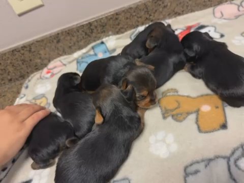 Yorkies!! in Houston, Texas