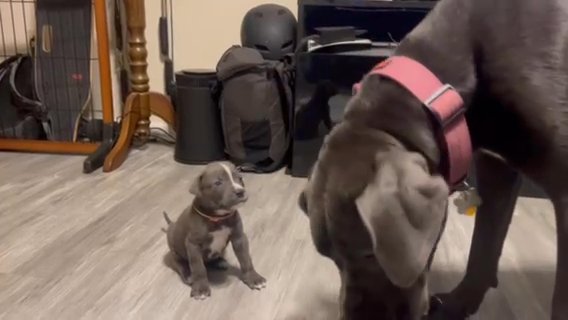 Cane Corso Puppies in Portsmouth, Virginia