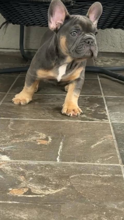 Frenchie French Bulldog (Male) in Orlando, Florida