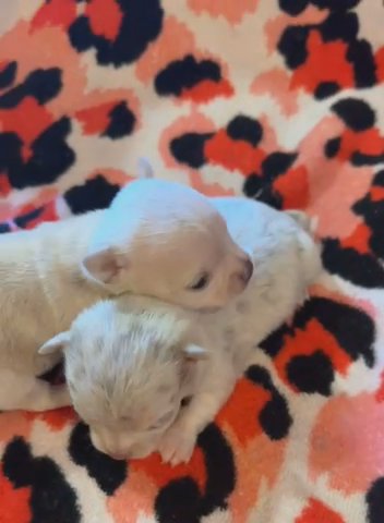 Chihuahua puppies in Anderson Creek, North Carolina