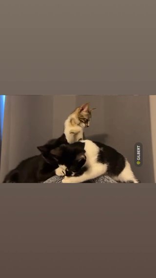 Kittens in Phoenix, Arizona