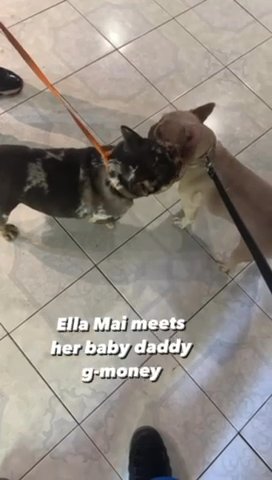 Pups Off This Litter Available Feb. in Houston, Texas