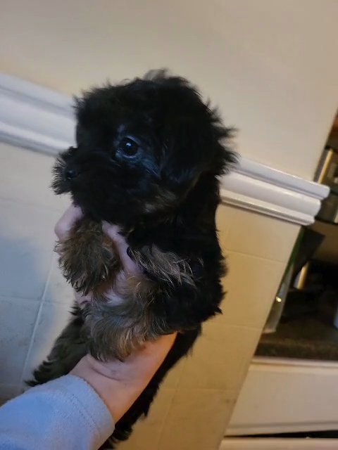 dark Traditional male 16 wks in Richmond, Virginia