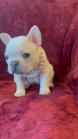 Annie -Sold in Phoenix, Arizona