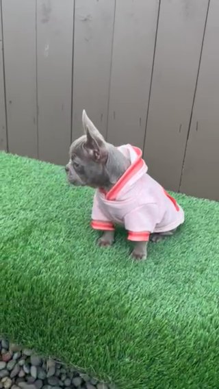 Isabella French Bulldog in Eugene, Oregon