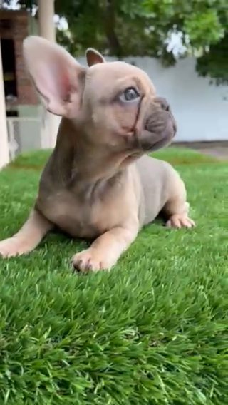 French Bulldog in Fort Lauderdale, Florida