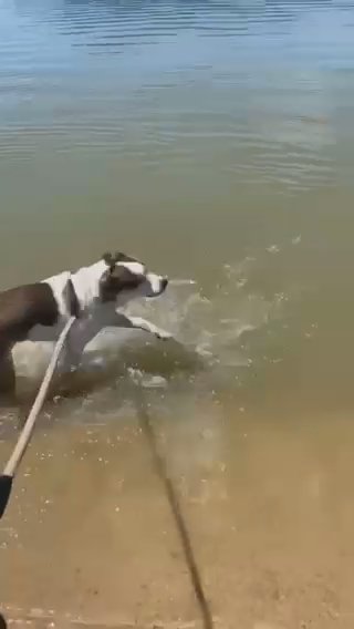 Husky Mix in Colorado Springs, Colorado