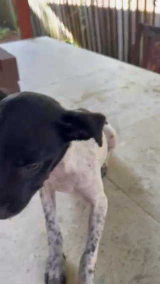 RAT TERRIER FEMALE in Boca Raton, Florida