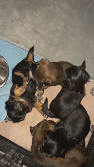 5 Week Old Shorkie Puppies in Sterling Heights, Michigan