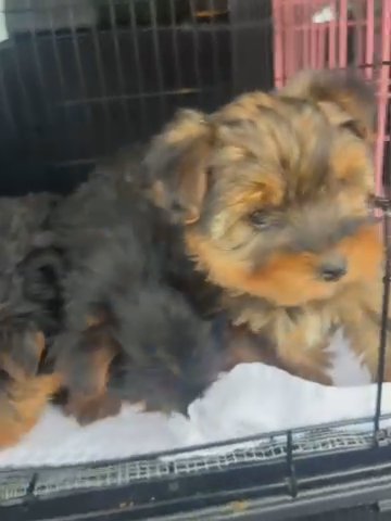 Grooming Day for Yorkies in Fairfax, Virginia