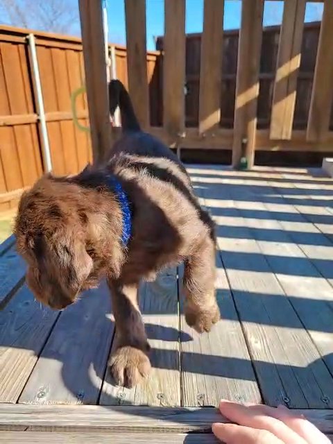 Chocolate Labradoodle Puppy in Wylie, Texas