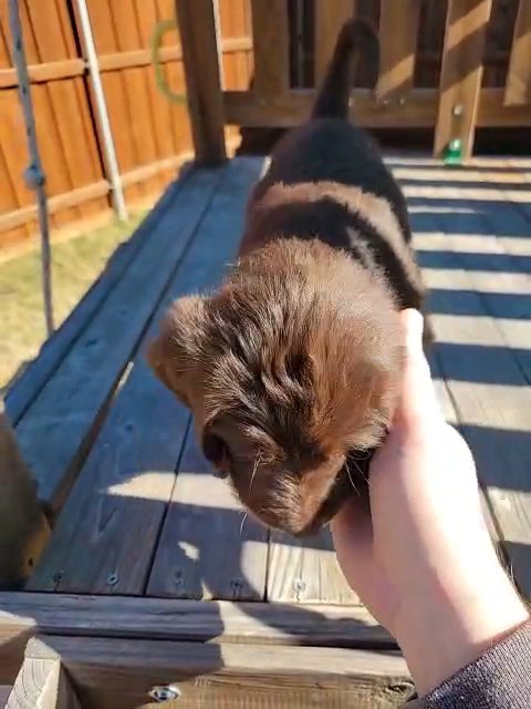 Chocolate Labradoodle Puppy in Wylie, Texas