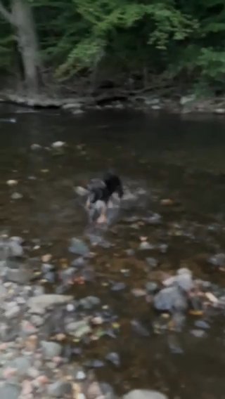 9 Month Old Gsd in West Chester, Pennsylvania