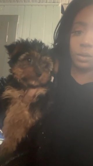 Teacup Yorkies in Euclid, Ohio
