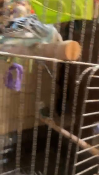 Canaries in Lorton, Virginia