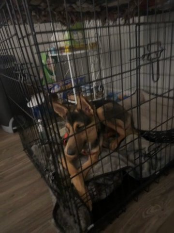 German Shepard Puppy in New York City, New York