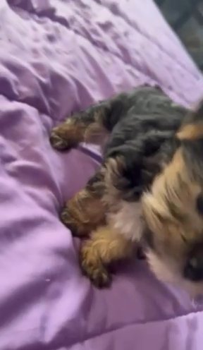 Eldridge Morkies in Lady Lake, Florida