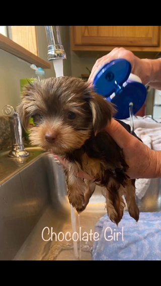 Yorkshire Terriers  ONE PUPPY LEFT in Greensboro, North Carolina