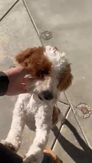 Mini poodle in Ridgecrest, California