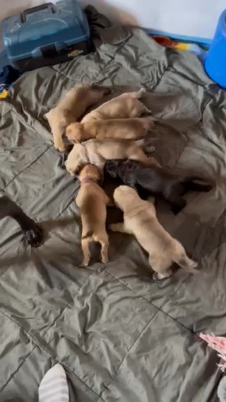 English Daniff Litter in Fort Wayne, Indiana