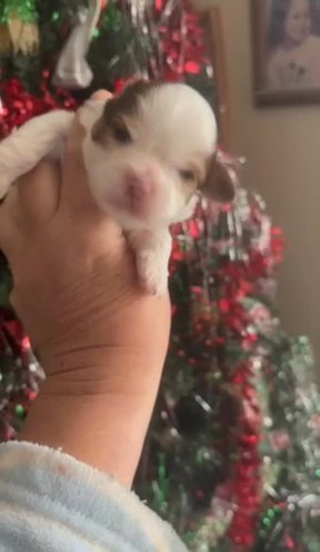 Ckc M Shihtzu Sold in Sumter, South Carolina