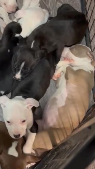 Baby Bullys in Houston, Texas