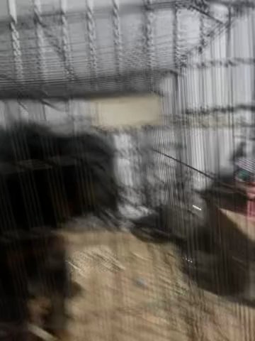 Rottweiler in Phoenix, Arizona