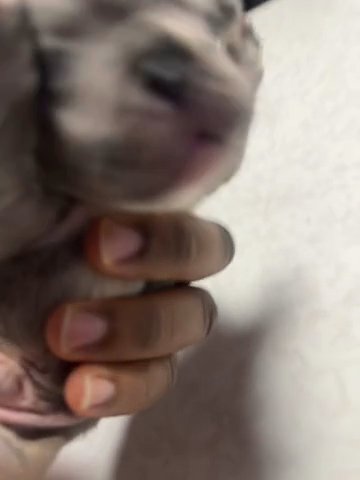 French Bulldog Puppies in Milwaukee, Wisconsin