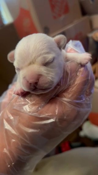 Hungarian Cream Frenchie in Chino Hills, California