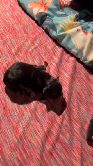 Morkie Puppy Available in McDonough, Georgia
