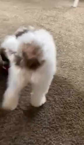 Labradoodle in Bakersfield, California