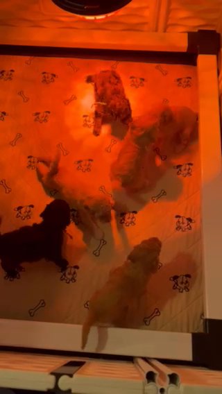 Miniature Golden doodle Puppies in Boynton Beach, Florida
