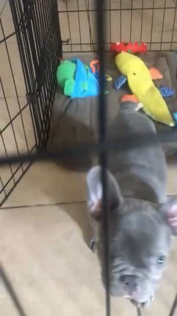 female Frenchie puppy in Rancho Cucamonga, California