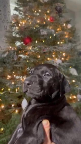 Melanistic Doberman in Seattle, Washington