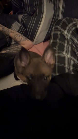 Cute Belgian Malinois Puppy in Apple Valley, California
