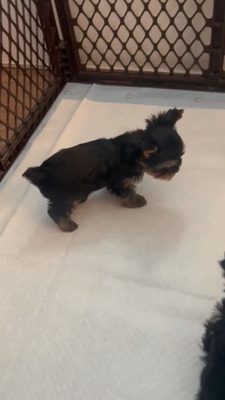 2 YORKIE MALES AVAILABLE in Las Vegas, Nevada