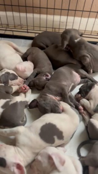 Xl Bullies in Baton Rouge, Louisiana