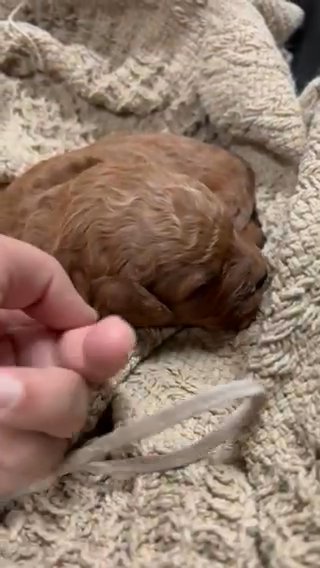 f1b Cavapoo in Ridgecrest, California