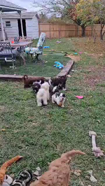 older puppies playing in the yard. in Dallas, Texas