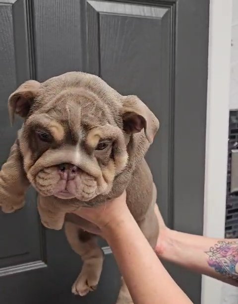 Aurora ❤️ Lilac Tri Female in Amarillo, Texas