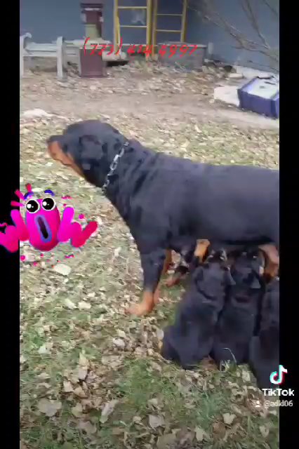 Rottweiler puppies in Chicago, Illinois