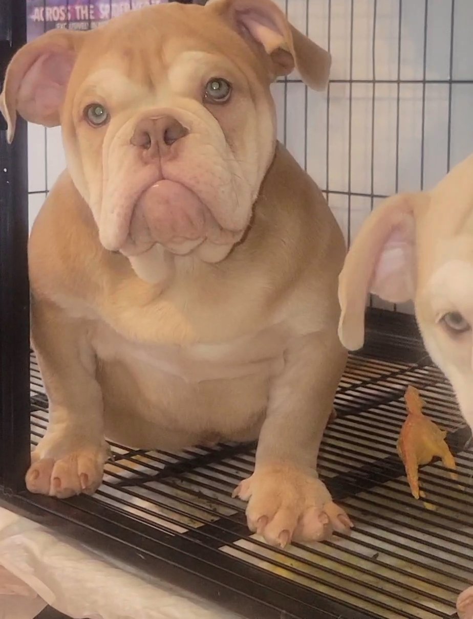 American exotic Bullies in Jersey City, New Jersey